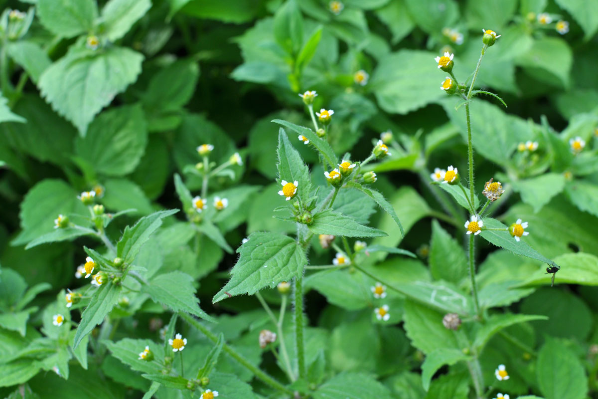 Hairy galinsoga (Galinsoga quadriradiata)