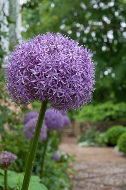 These flower heads of ‘Globemaster’ alliums are nearly the size of softballs. © Colorblends