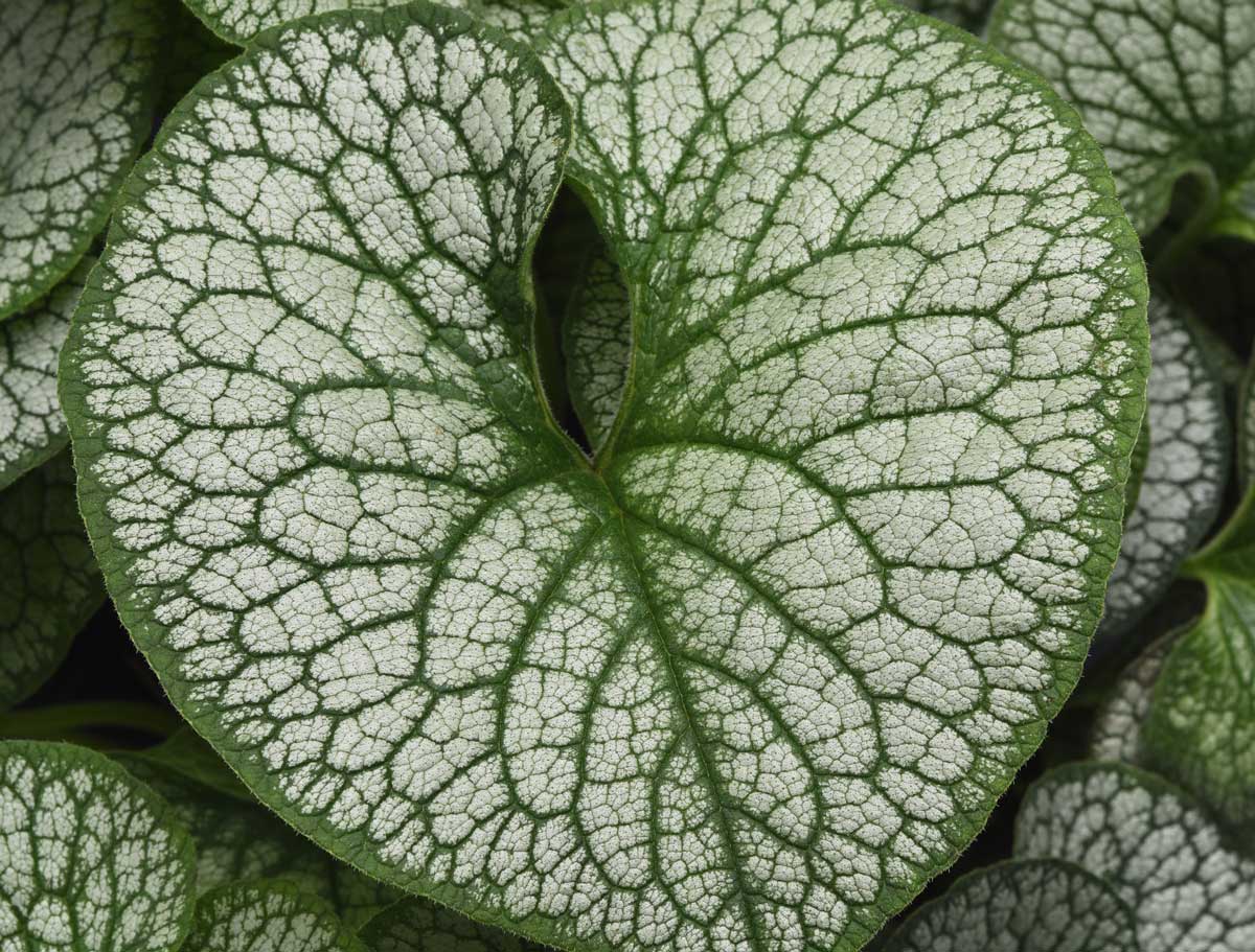 Brunnera 'Frost King'