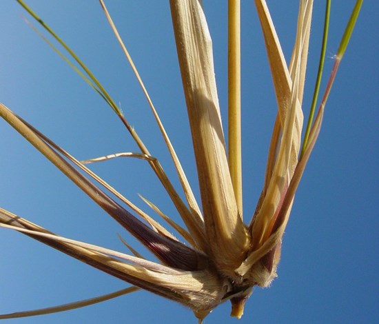lovegrass