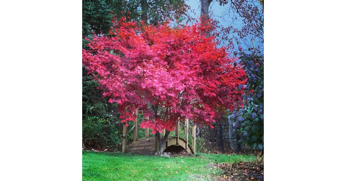 Japanese Red Maple Invasive What’s Killing Japanese Maples?