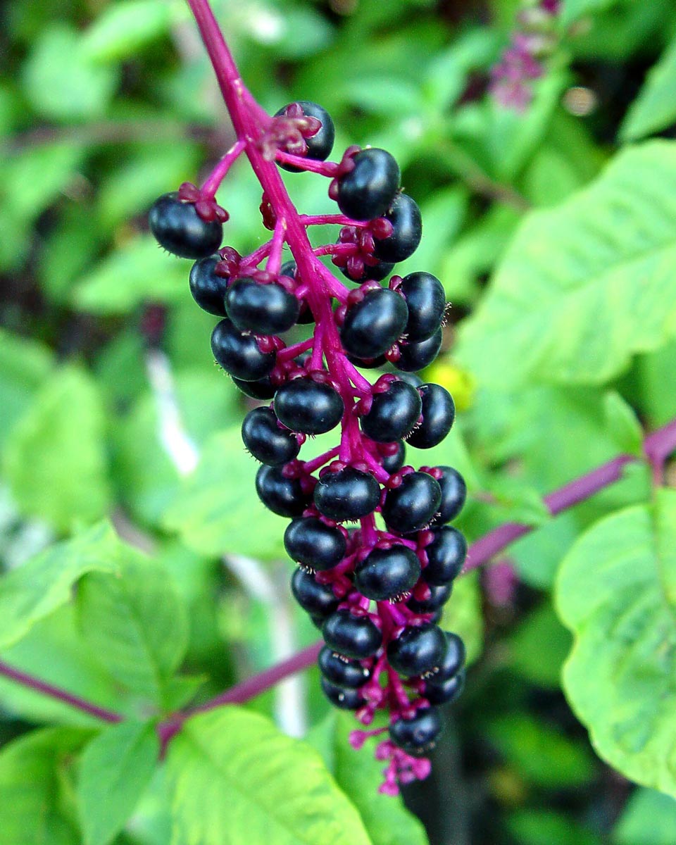 Pokeweed dark berries