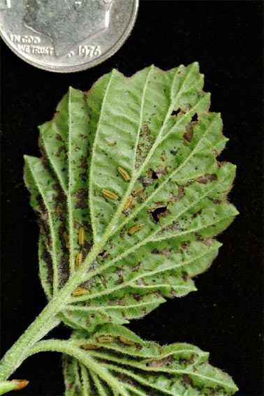 Viburnum leaf beetle larvae. Photo courtesy of Kent Loeffler/Cornell University