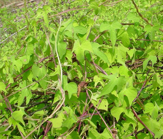 morning glory vine