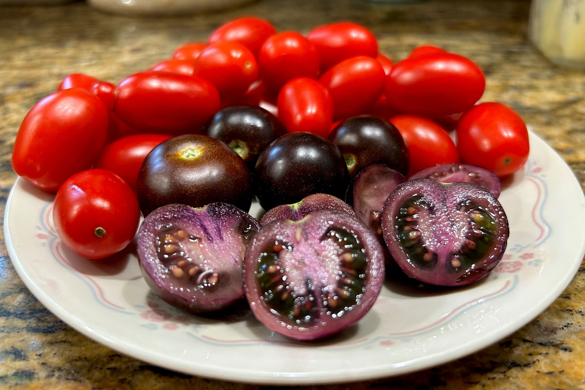 Cherry-sized Purple Tomatoes