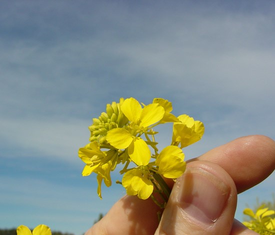 wild mustard flower