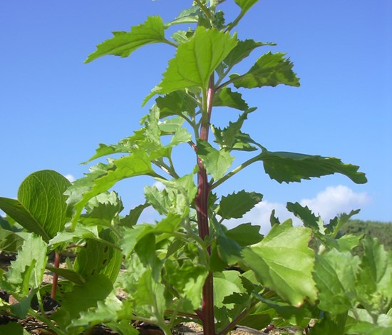 nettleleaf goosefoot
