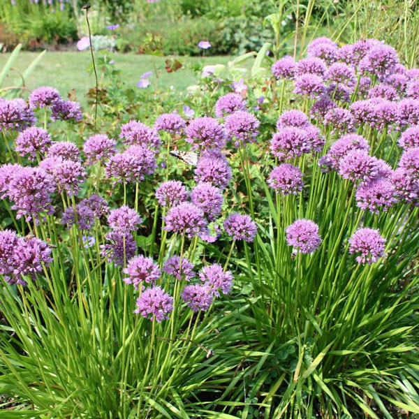 Allium ‘Millenium’ blooming