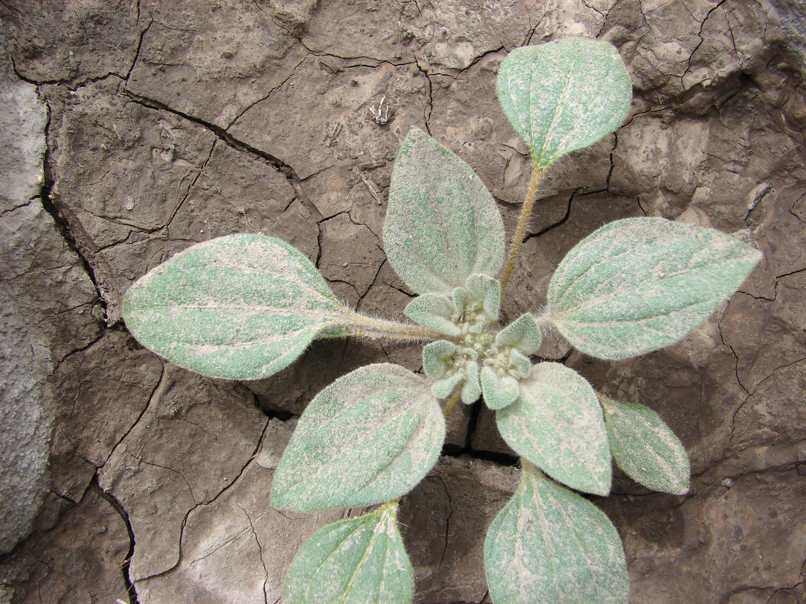 turkey mullein seedling