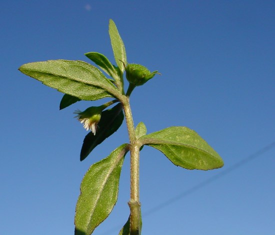 Eclipta