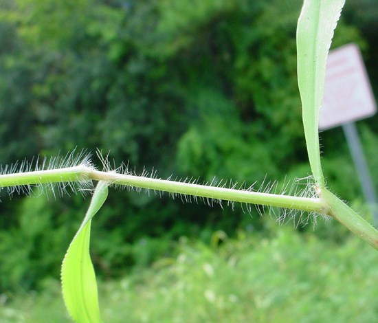 southern crabgrass stem