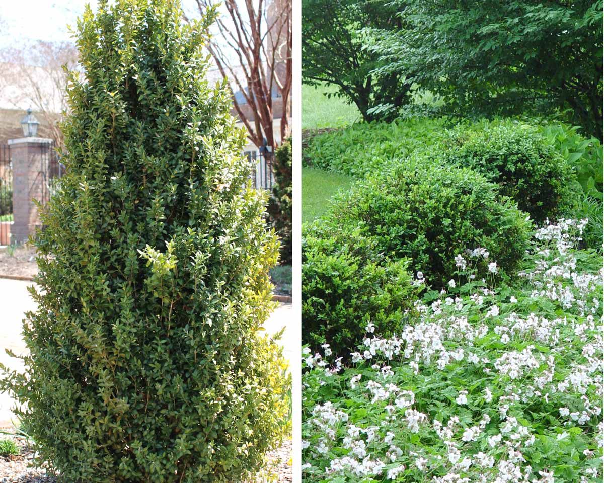 Tall and short boxwoods