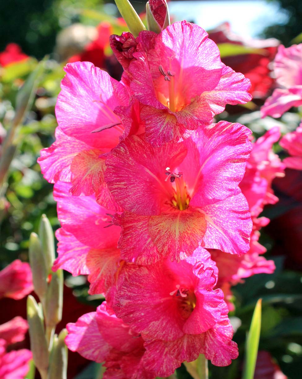 Pink gladiolus