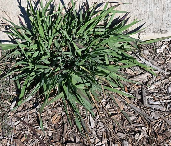 Dallisgrass clump