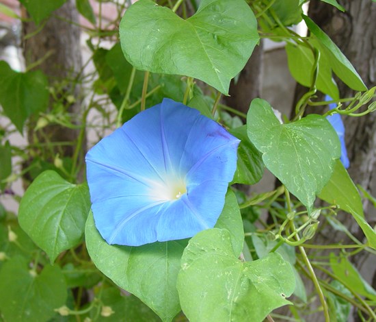 blue morning glory bloom