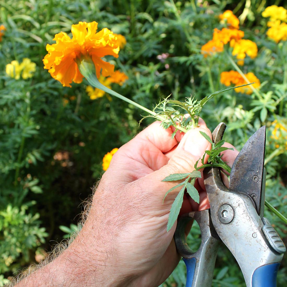 Cutting a marigold flower stem