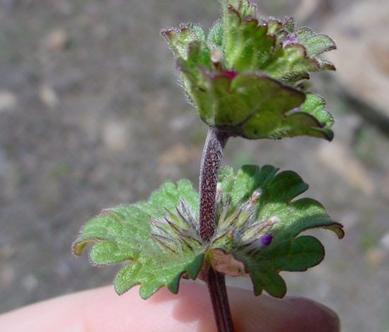 Lamium Amplexicaule, henbit, stem