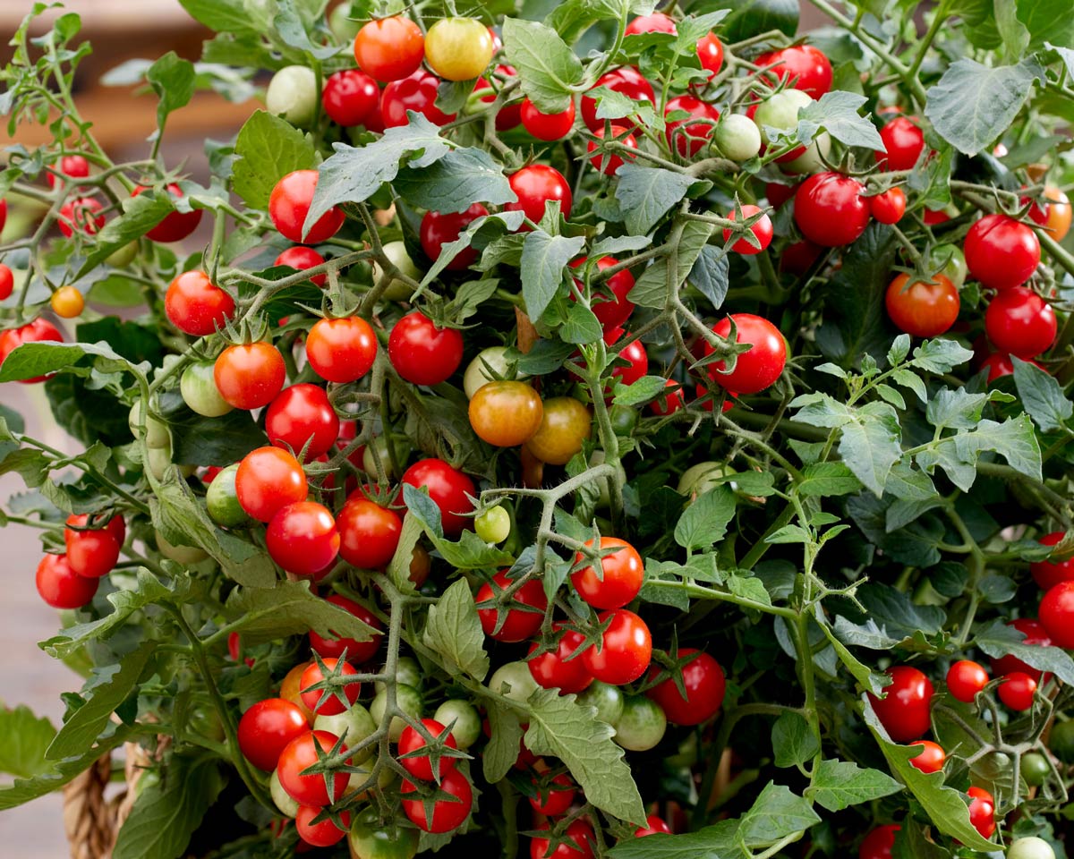 Sugar Basket Red is new cherry tomato