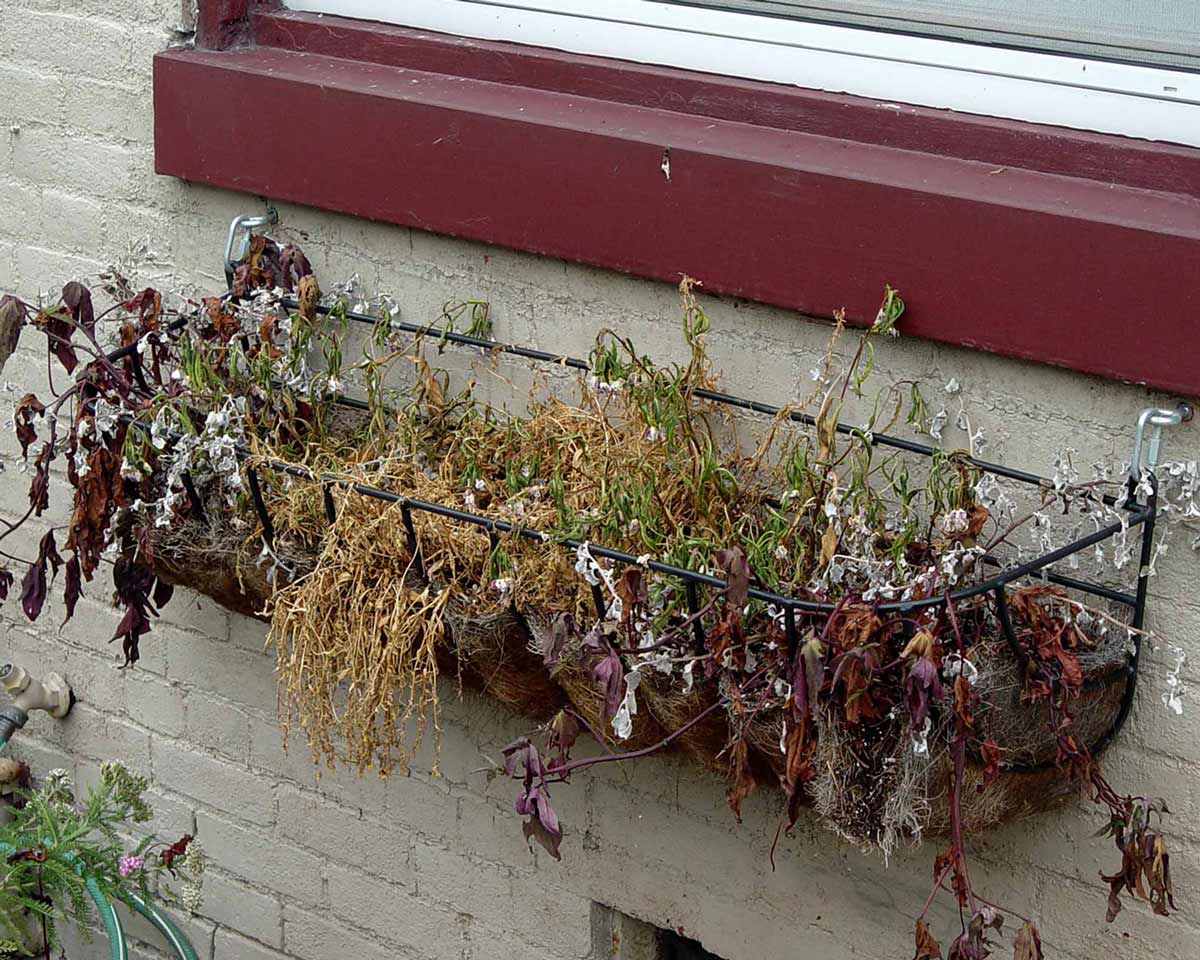 Dead plants in window basket