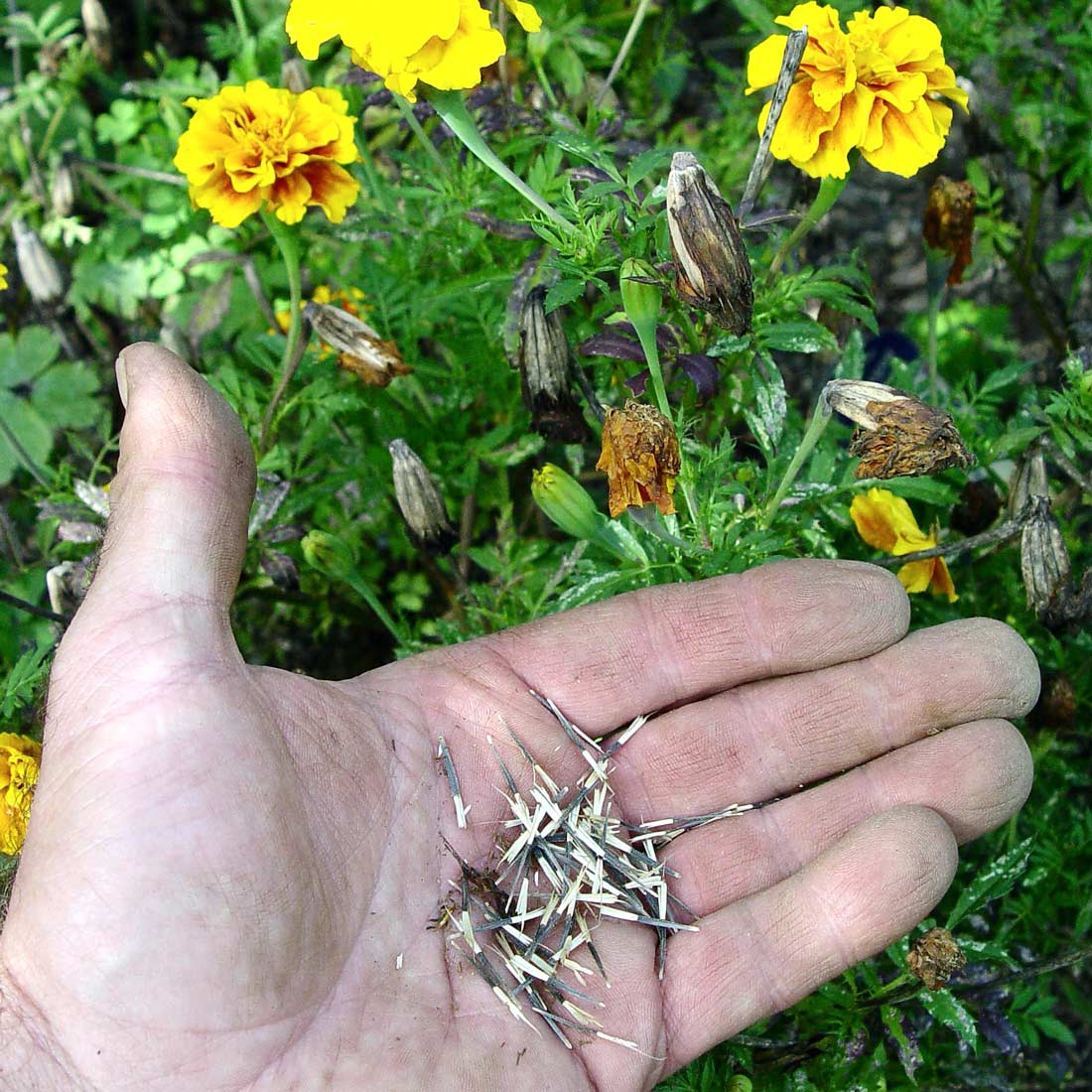 Marigold seeds