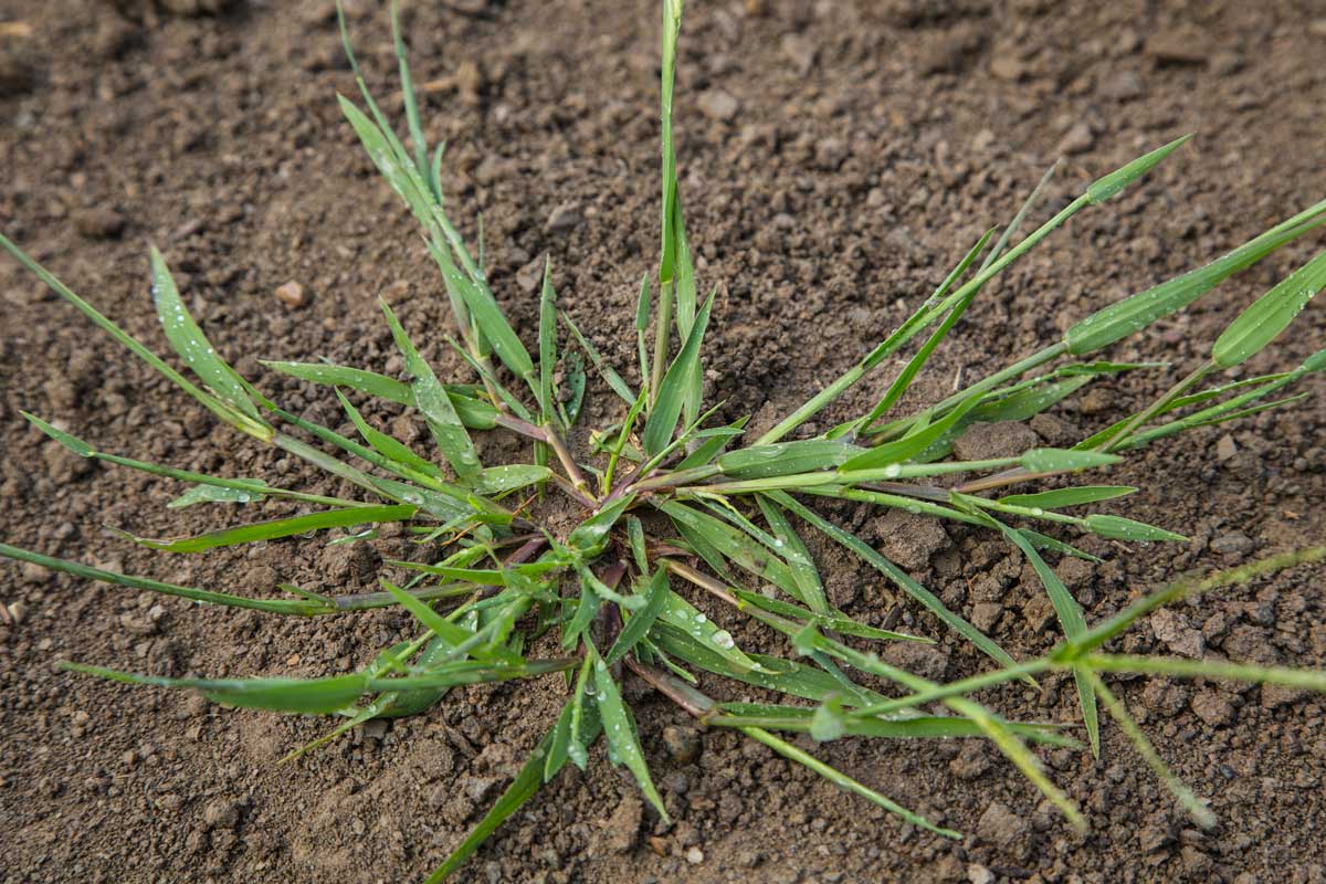 Crabgrass (Digitaria sanguinalis)