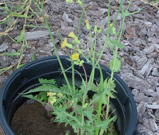 sowthistle flowering