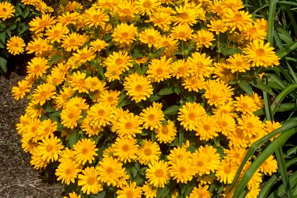 Heliopsis 'Sole Giatto'