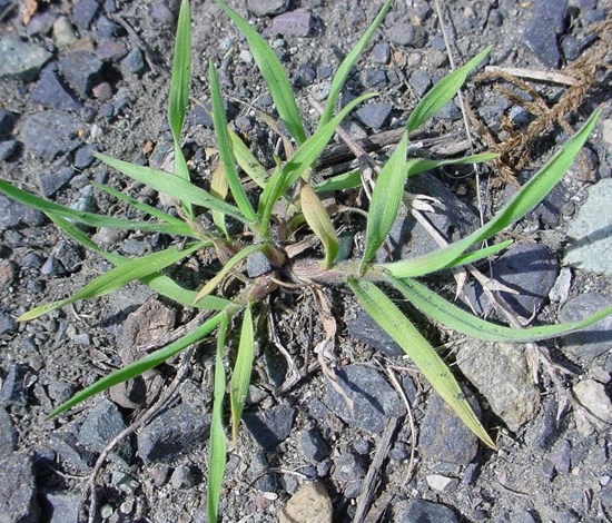 cheatgrass