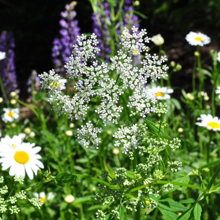 Flowering variegated bishop's weed