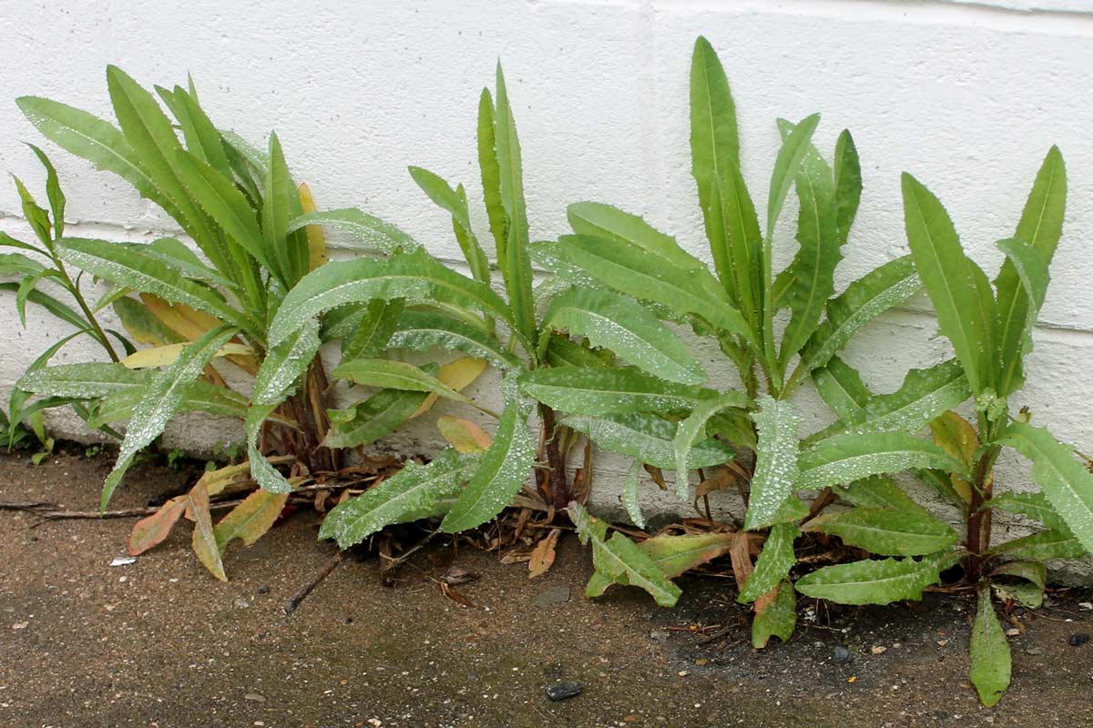Weeds growing in the crack along a wall.