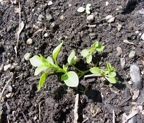 Stellaria Media, common chickweed, seedling