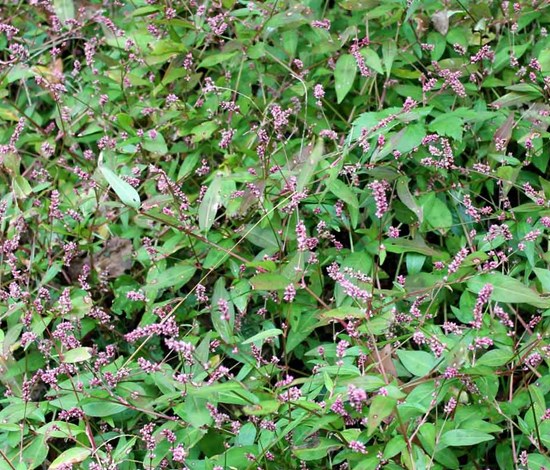 Pennsylvania smartweed