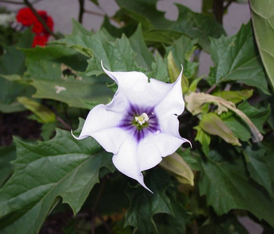 jimsonweed flower