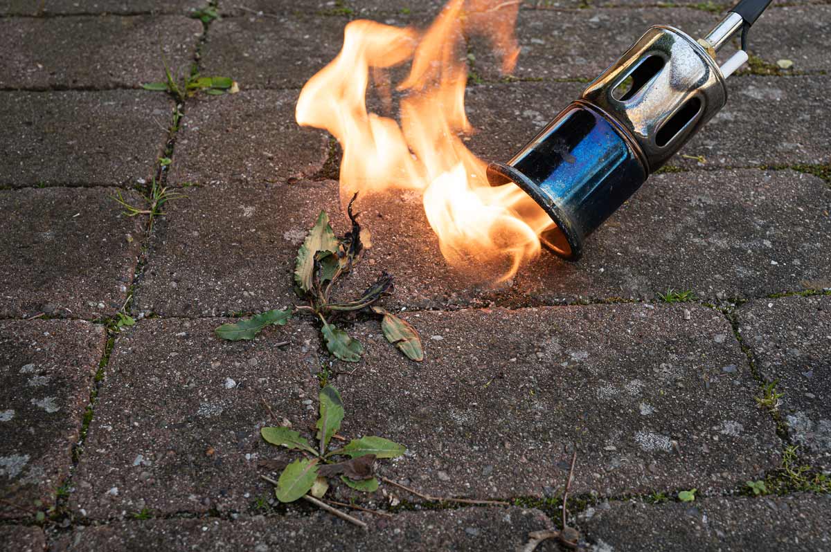 Flame weeder killing weeds