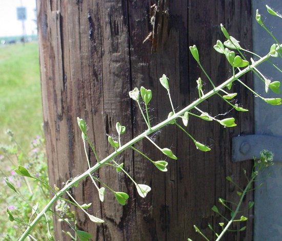 shepherd's purse seedpods