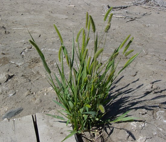Green foxtail
