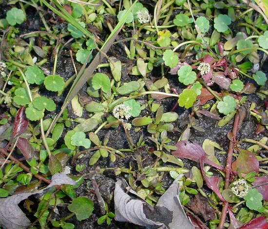 pennywort