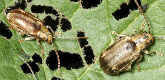 Adult viburnum leaf beetles are a shiny gold color, especially in the sun. Photo courtesy of Kent Loeffler/Cornell University