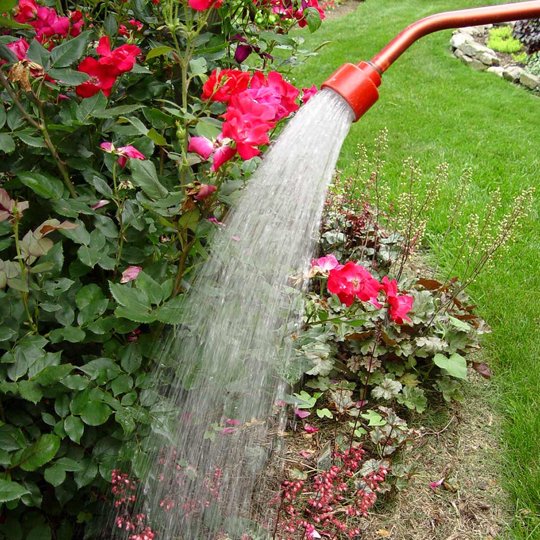 Watering roses and perennials