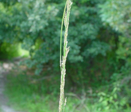 smutgrass seedhead