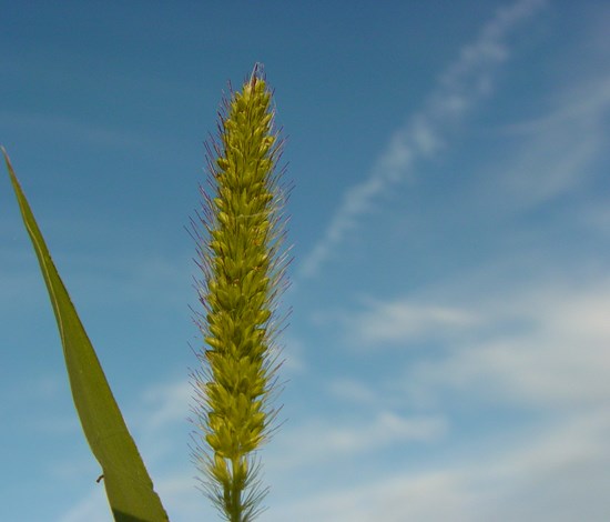 Yellow foxtail seed head