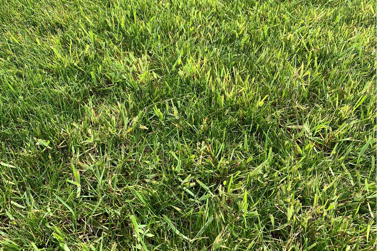 Grassy weeds in a lawn