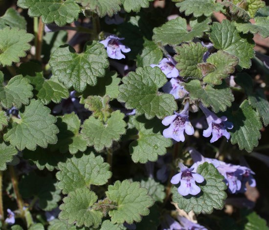 Ground ivy or creeping charlie (glechoma hederacea) with flowers. Whiteway / iStock / Getty Images Plus