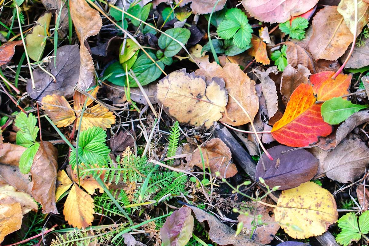 fall leaves and weeds