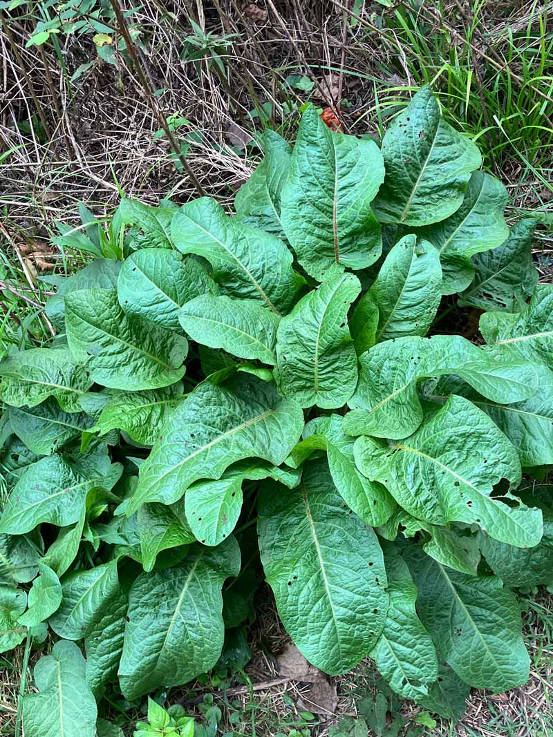 Broadleaf dock (Rumex obtusifolius)