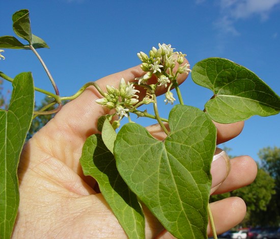 Honeyvine milkweed flower
