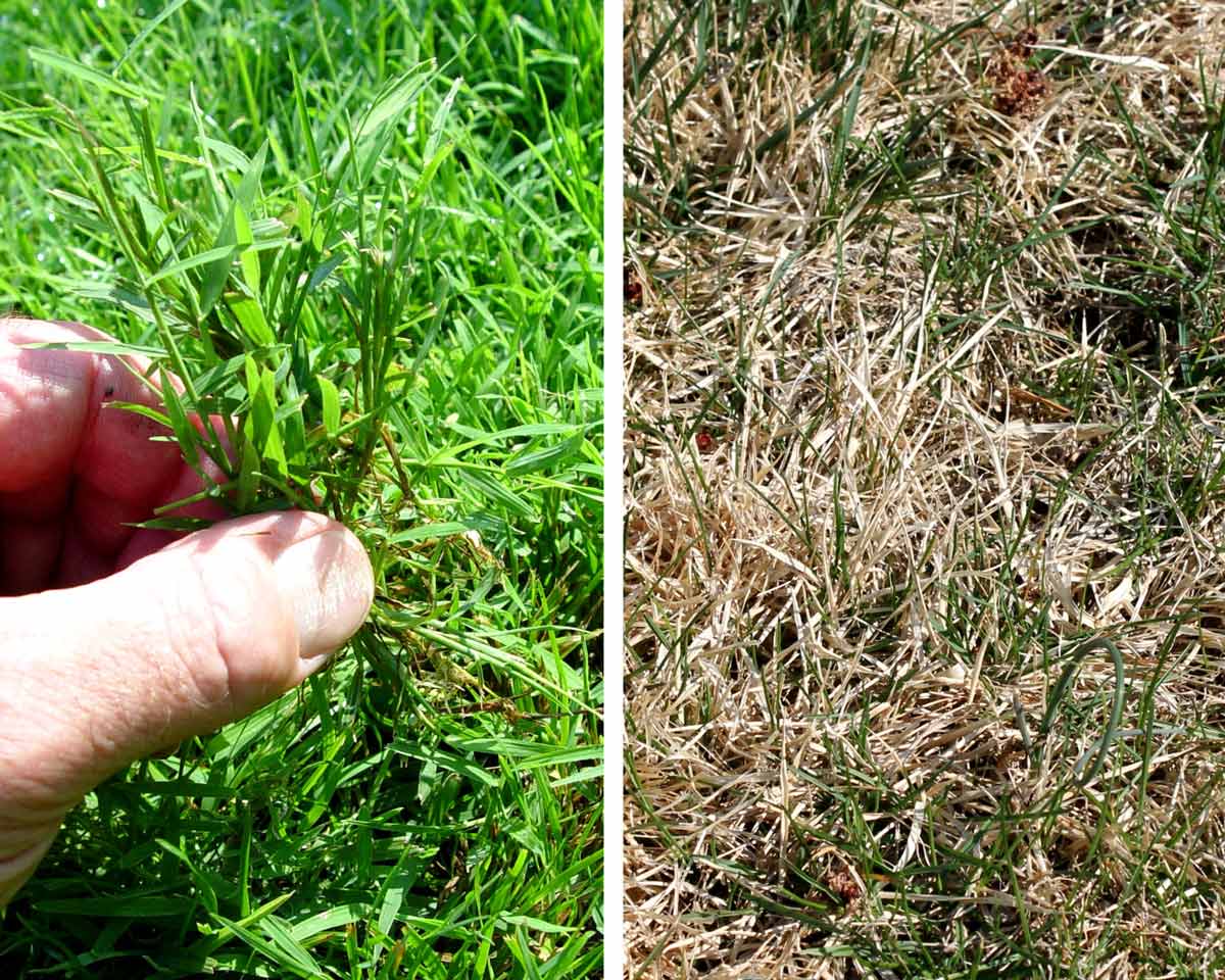 Nimblewill in a lawn