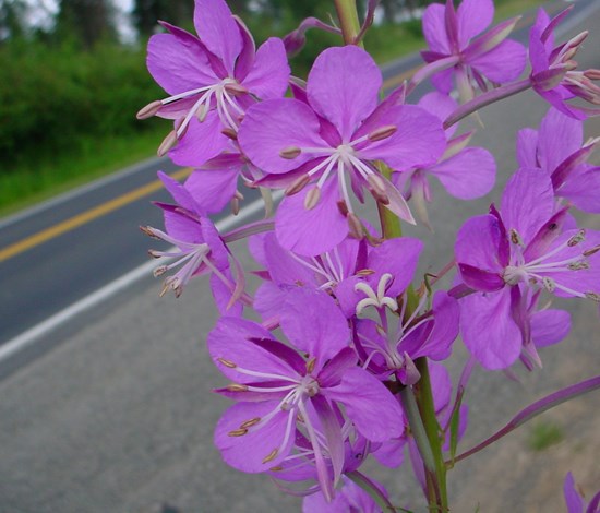 fireweed
