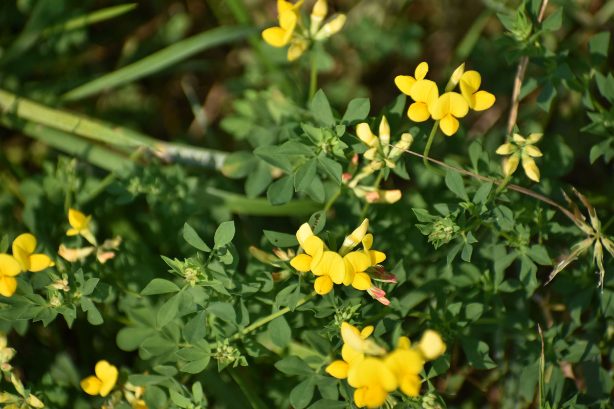 Bird's Foot trefoil (Lotus corniculatus)