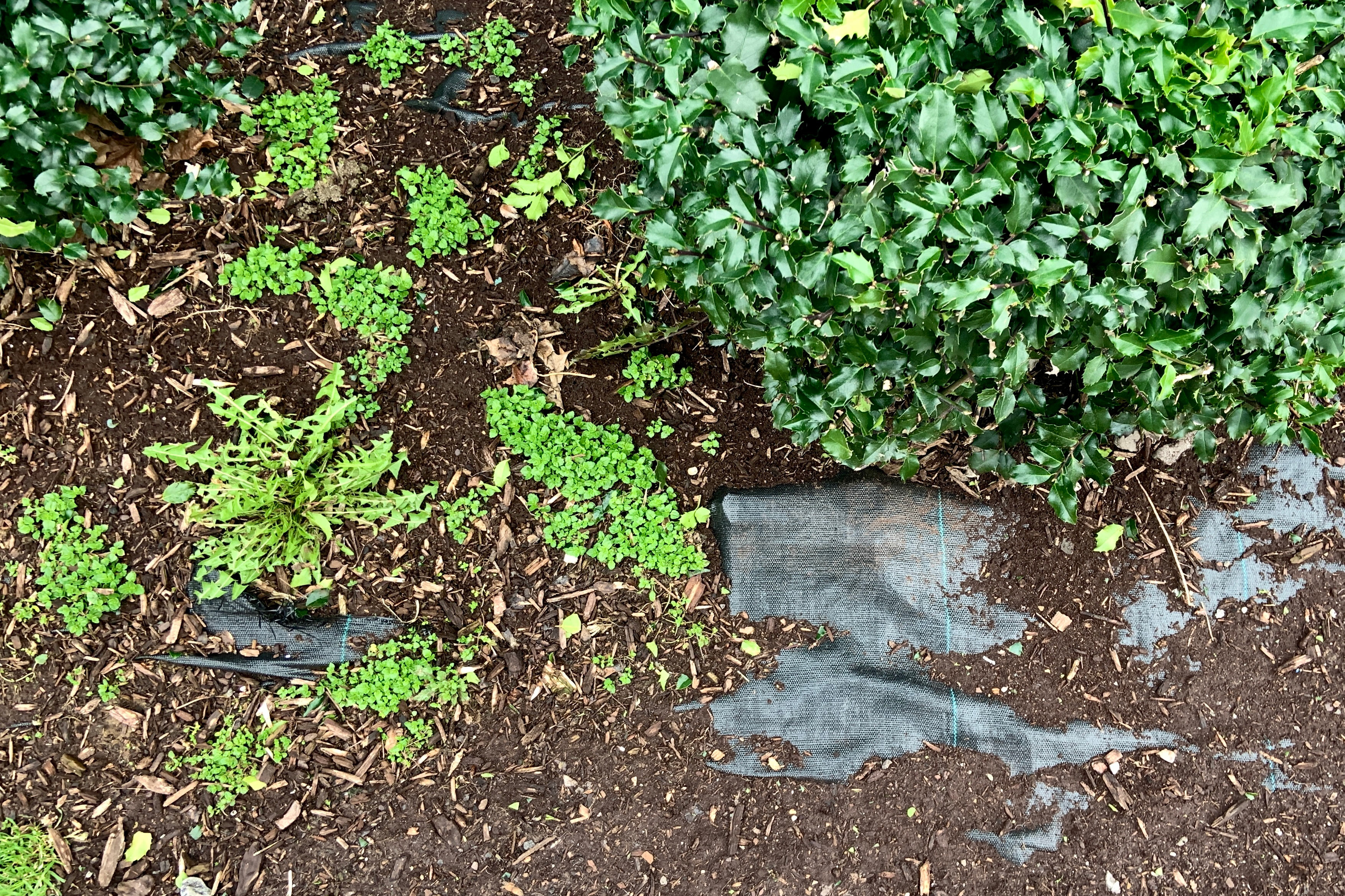 Garden bed with holly bushes and weeds growing over black landscape fabric